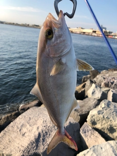 ショゴの釣果