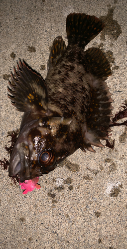 オウゴンムラソイの釣果