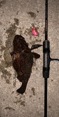 オウゴンムラソイの釣果