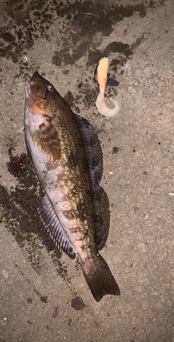 アイナメの釣果