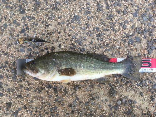 ブラックバスの釣果