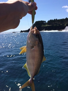 ネリゴの釣果