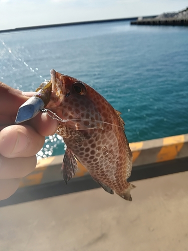 オオモンハタの釣果