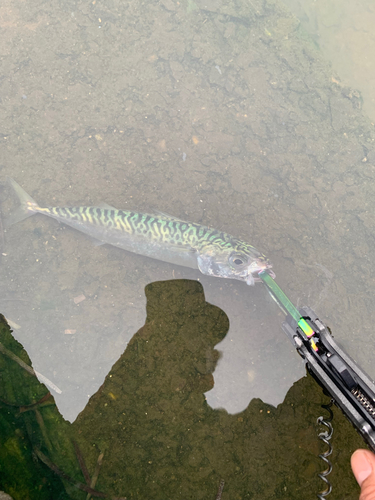 サバの釣果