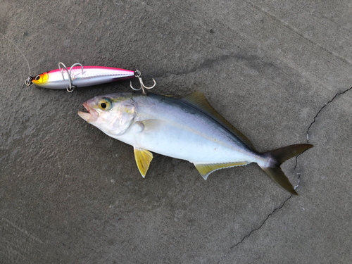 ショゴの釣果