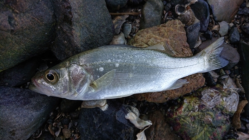 スズキの釣果