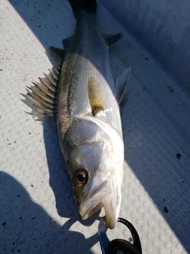 マルスズキの釣果