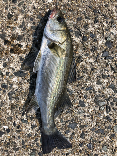 フッコ（マルスズキ）の釣果