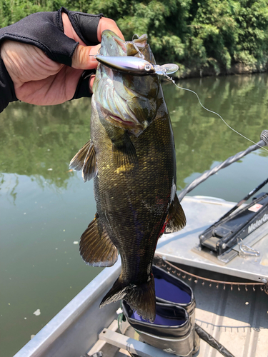 スモールマウスバスの釣果