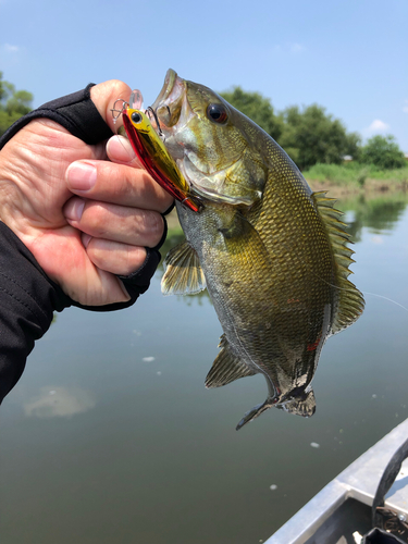 スモールマウスバスの釣果