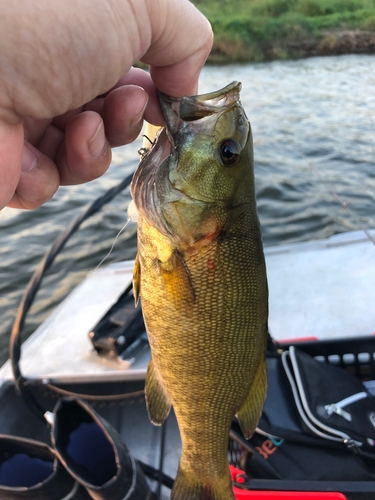 スモールマウスバスの釣果