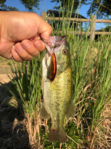 ラージマウスバスの釣果