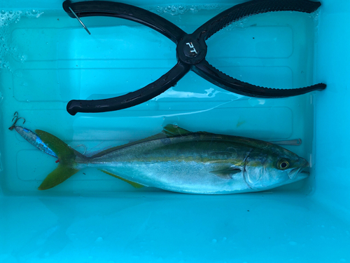 ツバスの釣果