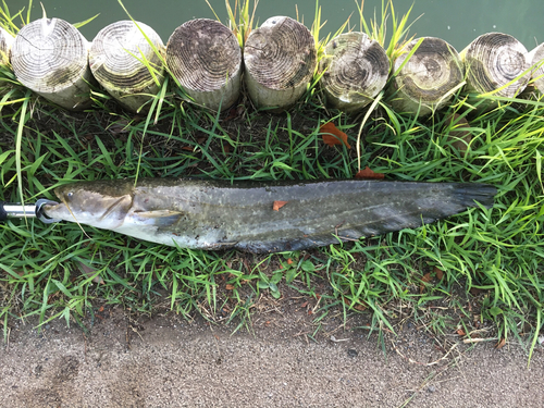 ナマズの釣果