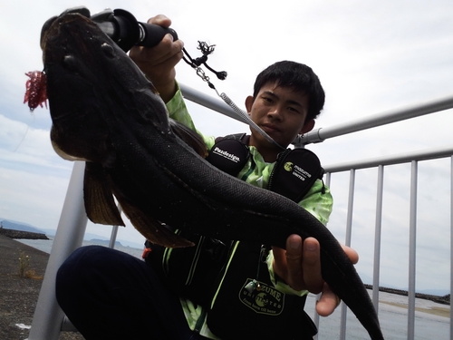 マゴチの釣果