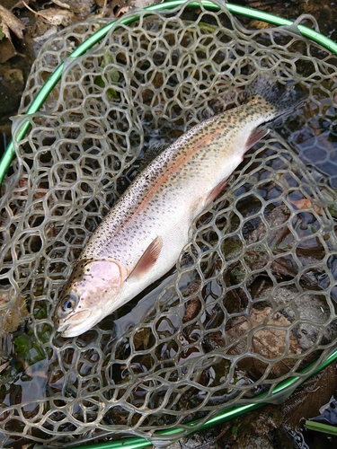 ニジマスの釣果