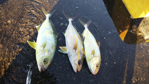 カンパチの釣果