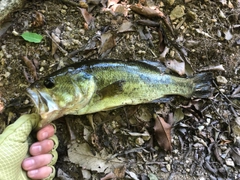 ラージマウスバスの釣果