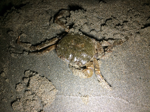 カニの釣果