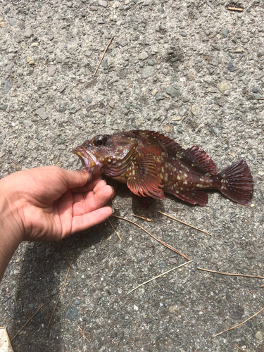 カサゴの釣果