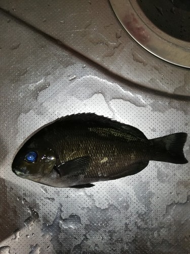 メジナの釣果