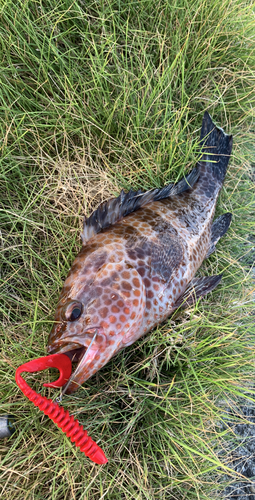 オオモンハタの釣果