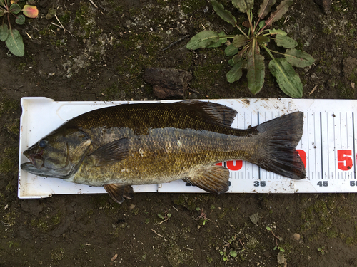 スモールマウスバスの釣果