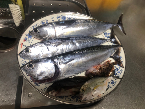 マルソウダの釣果