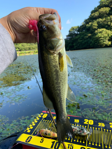 ラージマウスバスの釣果