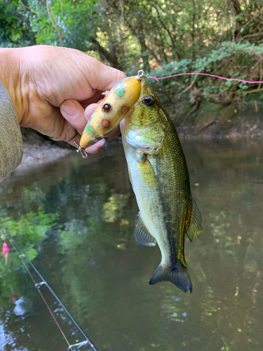 ラージマウスバスの釣果