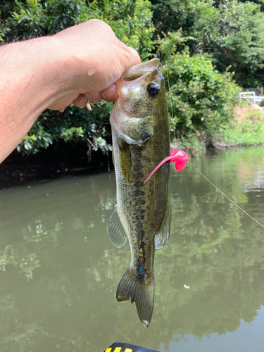 ラージマウスバスの釣果