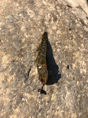 カジカの釣果