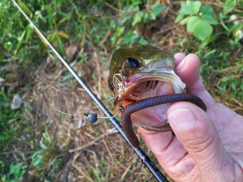 ラージマウスバスの釣果