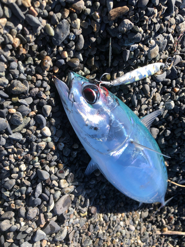 ソウダガツオの釣果