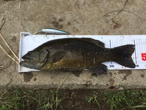 スモールマウスバスの釣果