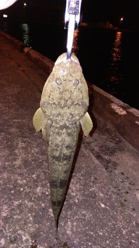 マゴチの釣果