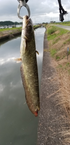 ナマズの釣果