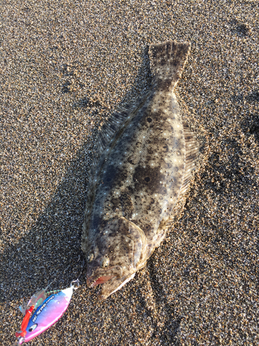 ヒラメの釣果