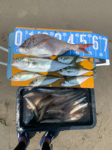 マダイの釣果