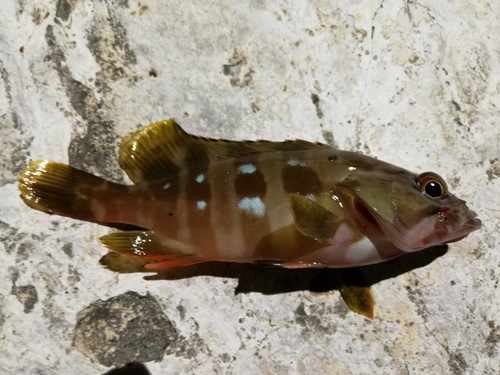 マハタの釣果