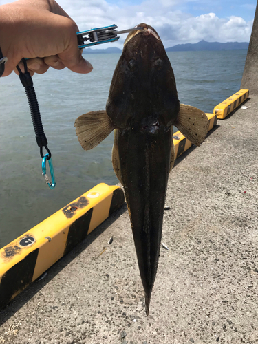 マゴチの釣果