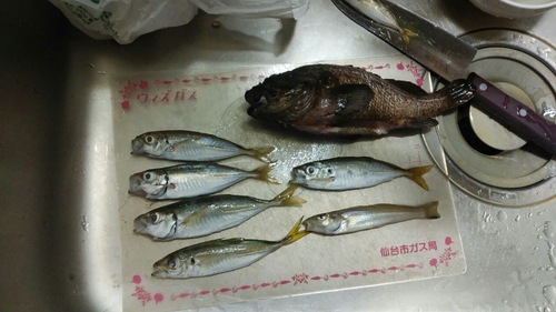 アジの釣果