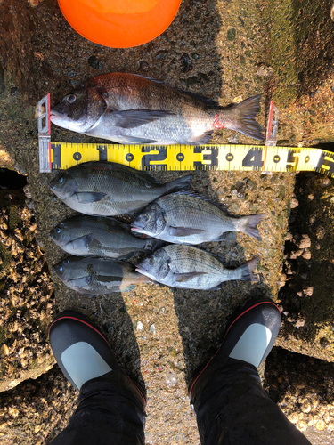 クロダイの釣果