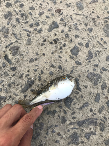 フグの釣果