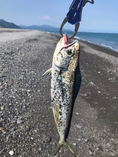 シイラの釣果