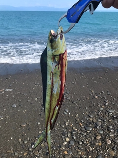 シイラの釣果