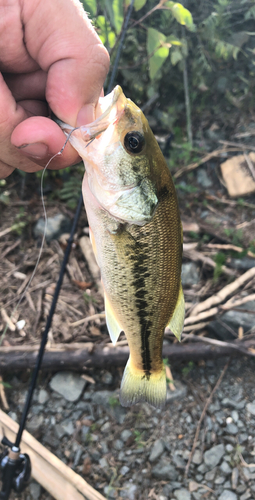 ブラックバスの釣果