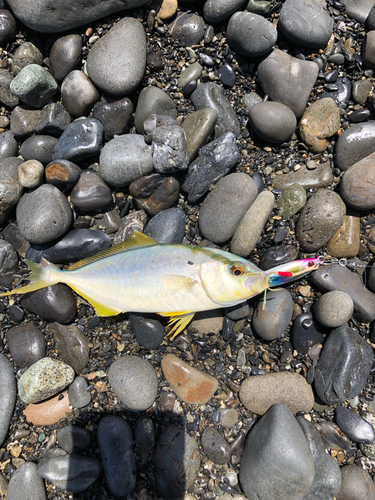 ショゴの釣果