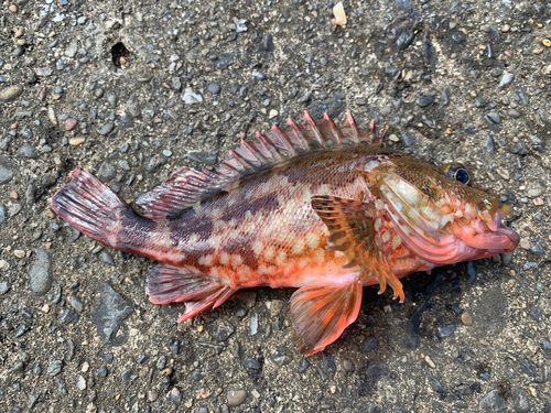 カサゴの釣果