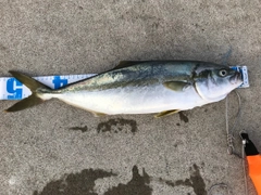 イナダの釣果